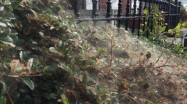 Tiny caterpillars cover bush in ghostly 'tent-like' web