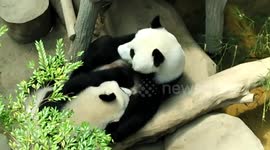 Funny video of female panda breastfeeding a big male panda in zoo Malaysia