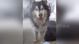 Newsflare Edit - Husky makes hilarious Chewbacca-like growls in response to owner’s questions