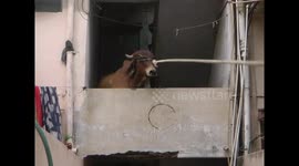 Watch the moment when a bull takes an incredible leap off of a staircase balcony
