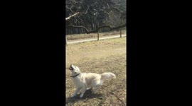 Golden Retriever Jumping for Branch