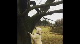 Golden Retriever Climbing Up Tree