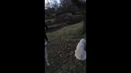 Two dogs jumping for branch