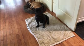 Adorable Puggle using her owner’s Croc as a pillow
