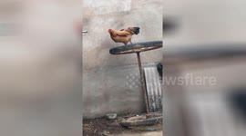 Chicken on the treadmill: Hen 'works out' on upturned cart