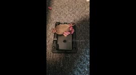 Cought pregnant mouse and had babys on trap