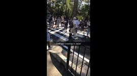 Deers using zebra crossing
