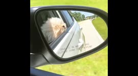 Dog cruising with wind in his hair