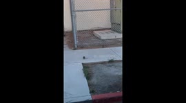 Mouse chasing it’s tail