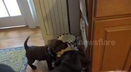 7 week old Puppy meets 7 month old puppy and 9 year old Golden for first time