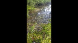 Man fishing for large-mouth bass hooks snake instead