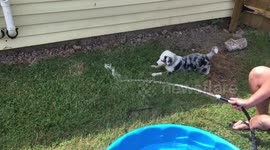 Sidney being Sid