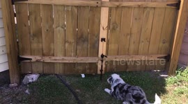 Cat vs puppy playtime