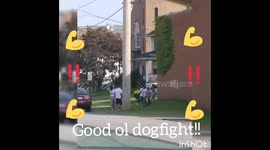 Just driving along see this dog fight