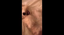 Bedtime Grooming my Cochon (Coton/Bichon)
