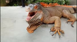 Iguana Close Up View