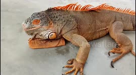 Iguana animal Close up view