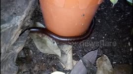Giant Millipede