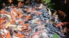 Colorful Koi Fish in Pond