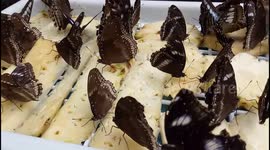 Group of butterflies Eating Pineapple Fruit
