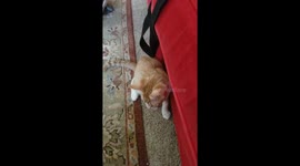 Cute kitty