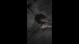 Holy ants