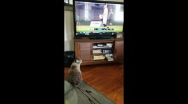 Cat watching television