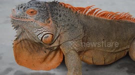 Iguana Close Up View