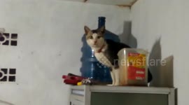 Saving trapped cat in a leaves house