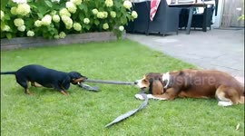 Tiny Dachshund in an epic game of tug-of-war!