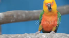 Parrot Bird