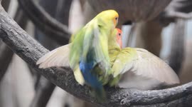 Parrot birds mating in front of visitors in zoo Malaysia