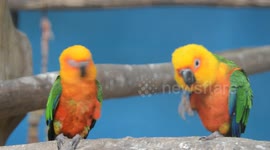 Couple of Parrot