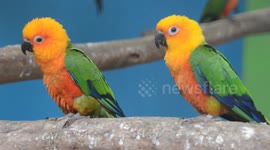 Couple of Parrot