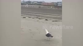 Greedy seagull swallows baby shark whole