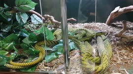 Captive breeding of West African green mamba snakes