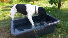 Adorable scene as dog cools off in paddling pool