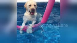 Chilled labrador enjoys standing up in the pool