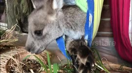 Orphaned baby kangaroos enjoy snack time