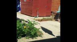 Little swimming Pool for Bird, Hot weather, High 29° Temperature Southall UK