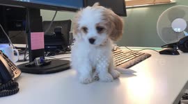 Cavachon puppy caught sleeping on the job