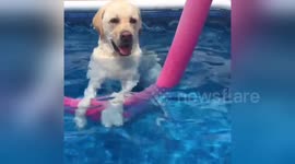 Chilled labrador enjoys standing up in the pool