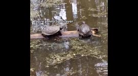 Struggling turtle knocks companion off his perch