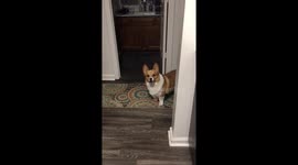 We Call Her Tattle NO Tail