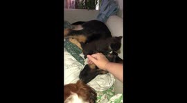 My big bad german Shepherd being oh so agressive