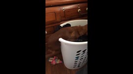 Miniature Dachshund - Life with Short Legs