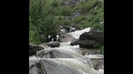 Dog trying to cross the water fall