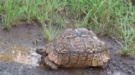 Leopard tortoise squirts water/mud out of its nose