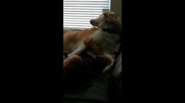 Thinks he's a lap dog