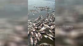 The heatwave in China is killing thousands of fish